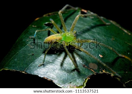 Spider photographed in Guarapari, Espírito Santo - Southeast of Brazil. Atlantic Forest Biome. Picture made in 2007.