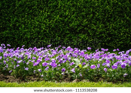 Beautiful lilac pansy flowers growing in the meadow, with blurred floral background