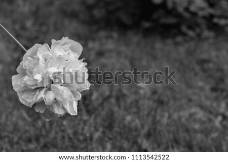 Peony growing in garden black and white. Sad, funeral type.