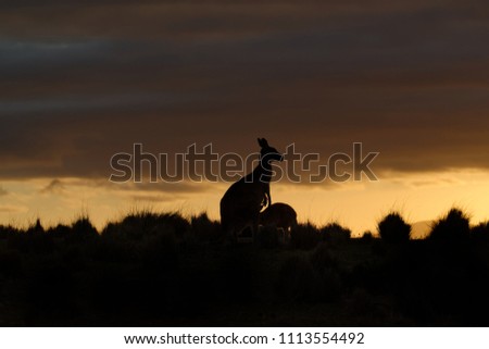 Underexposed Forester (Eastern grey) Kangaroo, Macropus giganteus, Sun rise, Sun set, Tasmania, Australia. Natural light, game of light