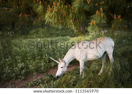 Mythical real unicorn eating grass field 