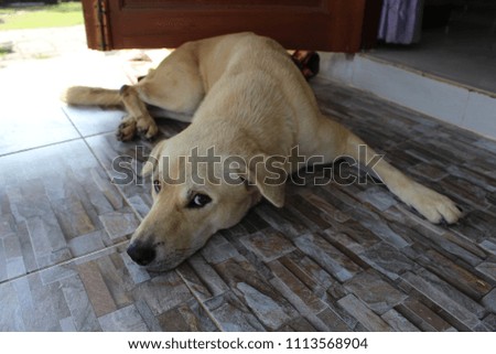 Thai brown dog, it's legs are disabled and can not walk.It's a bit sad.
