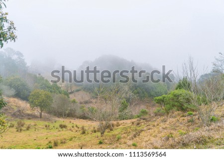beautiful natural view of a humid forest surrounded by vegetation in the sierra gorda of Puebla on a foggy day