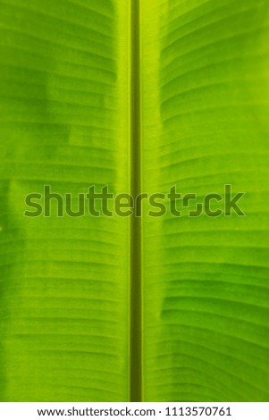 Texture of fresh green banana leaf with back light. Nature background.