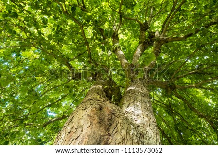 two thick tree trunks cover under the green leaves view from the bottom Royalty-Free Stock Photo #1113573062