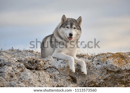 Pleased with a beautiful gray Siberian husky lies on a rock illuminated by the rays of the setting sun. A dog on a natural background.