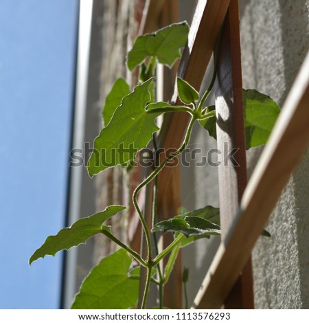 Young Thunbergia plant climb to lattice. Green leaves are illuminated by the sun. Balcony gardening.