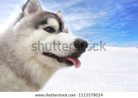 Portrait of Beautiful dog breed Siberian husky on snow and blue sky background in winter.Animal,Pets and Veterinary Concept.