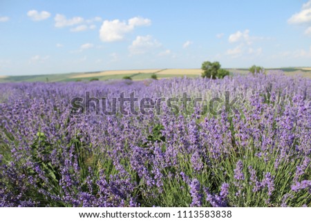lavender field on a hill in Moldova