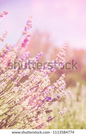 Lavender. Lavender flowers on a gentle background.