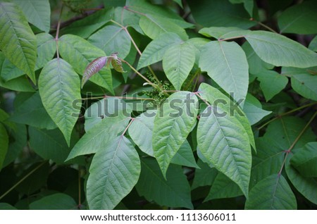 poison ivy plant leaves identification image