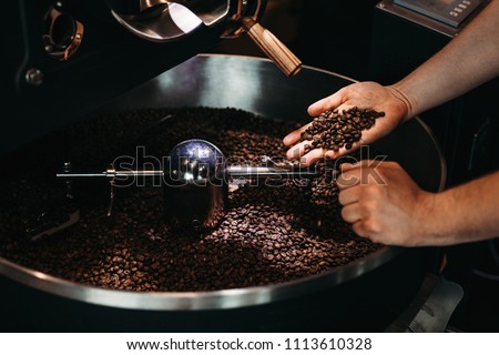 Hands of a men holding a fresh roasted bean above a metal drum full of coffee beans Royalty-Free Stock Photo #1113610328