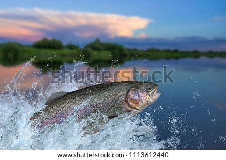 Fishing. Rainbow trout fish jumping with splashing in water Royalty-Free Stock Photo #1113612440