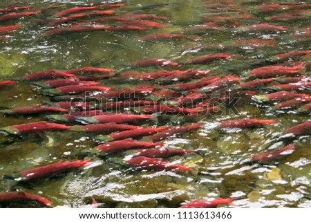 Masses of Saukeye salmon with their distinctive red coloring on the annual spawning run to breed upriver in shallow water in the Russian River, Kenia Peninsula, Alaska Royalty-Free Stock Photo #1113613466