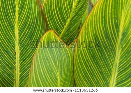 Green leaf in nature background. Plant leaf pattern.