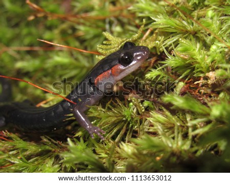 Jordan's Red-cheeked Salamander "Plethodon jordani" close up on moss Great Smoky Mountains