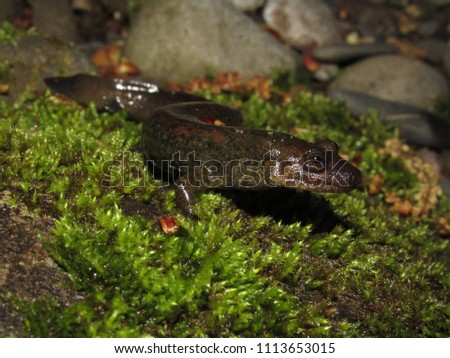 Black-bellied Salamander "Desmognathus quadramaculatus" sitting on moss with stones, Great Smoky Moutains