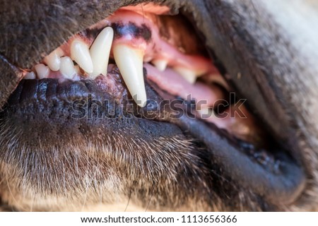  A Dogs Teeth and Mouth Close Up