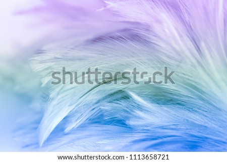 Colorful chicken feathers in soft and blur style for the background. bird