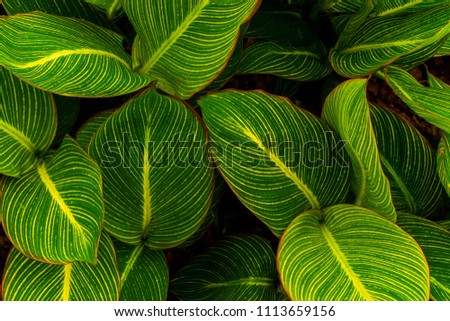 Green leaves of  plant growing. tropical rain forest plant. abstract color on dark background.