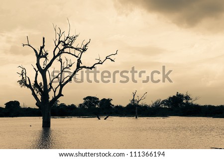 Silhouette of bare trees with cloudy sky