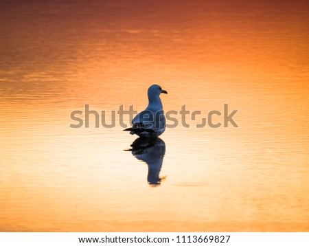 Photograph of a single seagull standing in a puddle of water with mirrored reflection at Montrose Beach at sunset with bright orange and yellow hue lighting bouncing off the water in Chicago.
