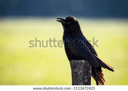 An old crow sits on a fencepost with a yellow background.