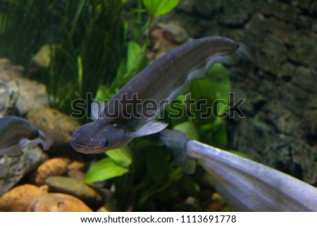 Fish : Common sheatfish (Kryptopterus apogon)