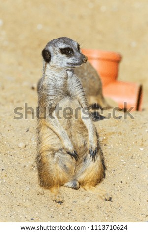 meerkat (Suricata suricatta) sitting on sand ground for guarding and safety