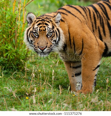 Head Shot of Sumatran Tiger in Grass Panthera Tirgris Sumatrae Royalty-Free Stock Photo #111371276