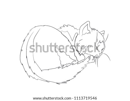 cat lines, vector, white background