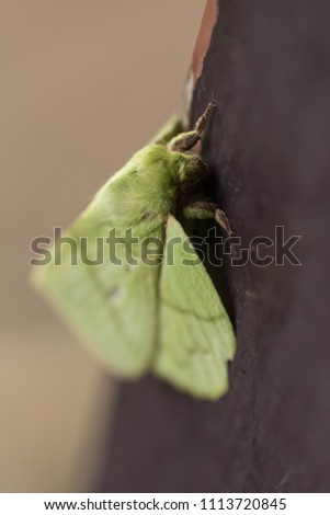 a closeup picture of green butterfly