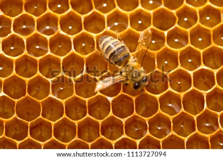Close up picture of bee on a honeycomb filled with fresh acacia honey