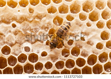 Close up picture of bee on a honeycomb filled with fresh acacia honey & organic beeswax