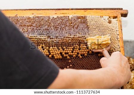 Close up picture of beekeeper harvesting fresh honey from honeycomb