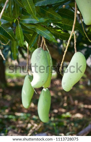 Mango tree green nature fruit food