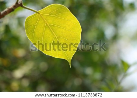 Green leaf of  Pho  or Pho leaf in Thailand temple.