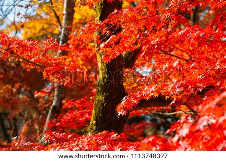 Kyoto of autumn leaves