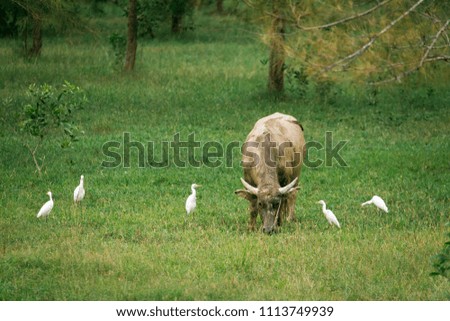 Buffalo is eating grass in the field,Buffalo with birds