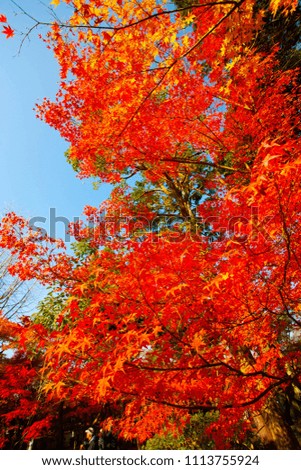 Kyoto of autumn leaves