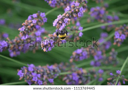 Lavender flowers with a bee