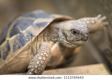 Portrait of a tortoise (Testudo hermanni boettgeri) climbing on a piece of wood