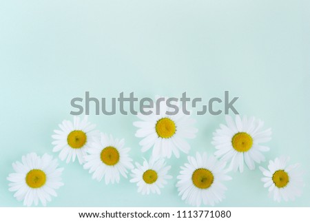 Composition frame of white chamomile  flowers on a green, mint, tiffany color background, top view, creative flat layout. The concept of summer, spring, holiday on March 8, mother's day. 