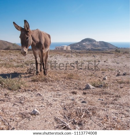 Donkey. Donkey standing in the desert The Portrait. The best photo of donkey in the world Clear sky background