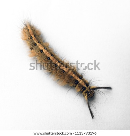 Woolly brown worm