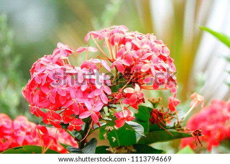 Selective focus Beautiful red ixora in the garden blurry  background.