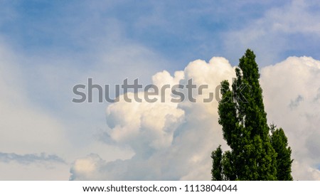 Tip of poplar tree in a sky background with cloud.