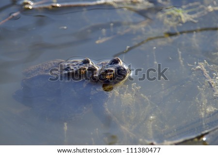 Toads mating in the water