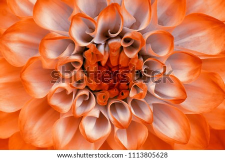 Lilac orange dahlia  flower closeup. Macro. It can be used in website design and printing. Also good for designers. 