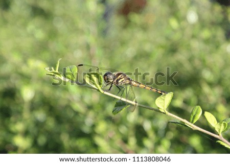 Tiger dragonfly and green leaves background